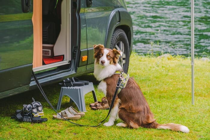 Hund sitzt vor dem Campervan